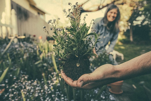 Easy Steps to Improve and Maintain a Home's Soil