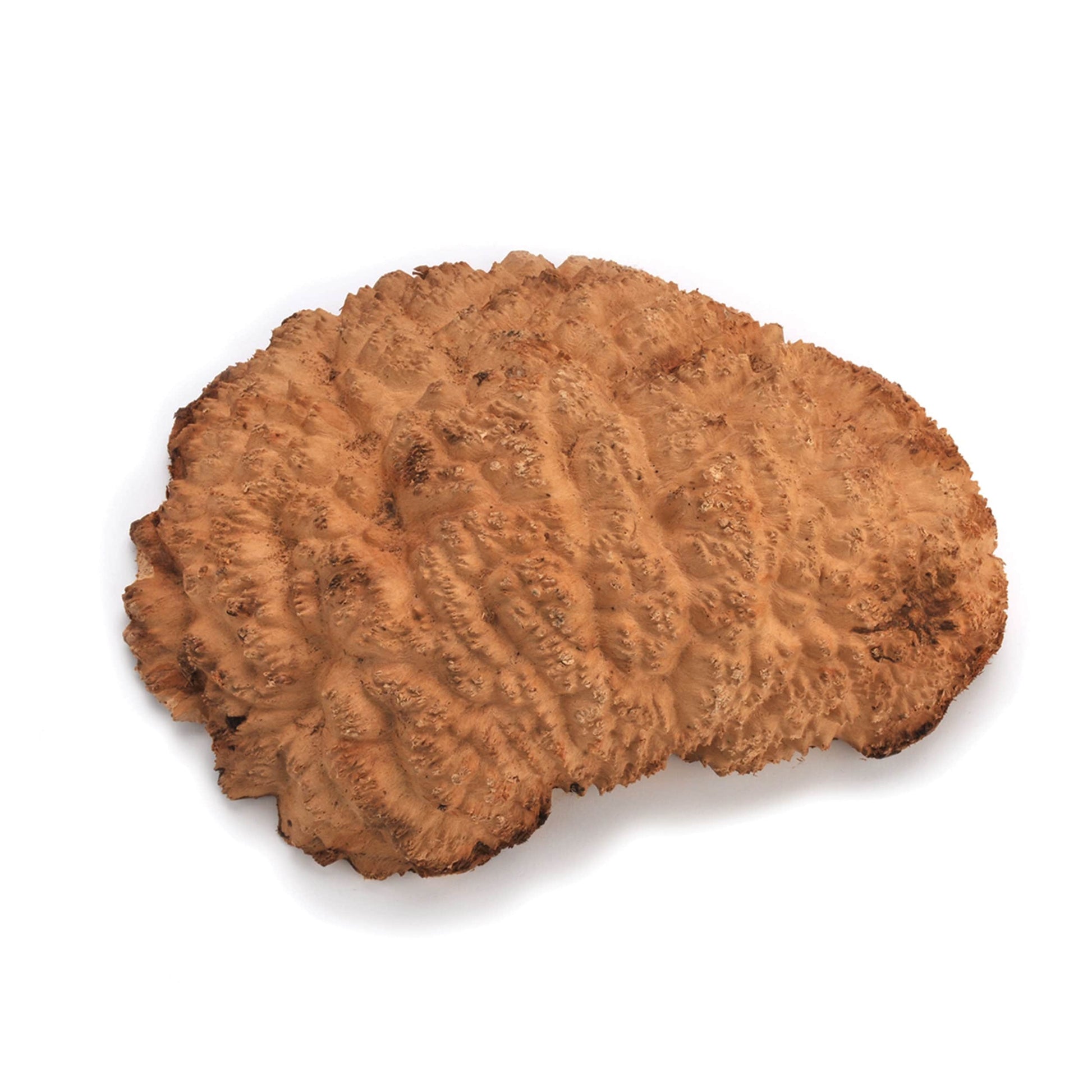 Australian Red Mallee Burl Cap - 1 kg - 2 kg alt 0
