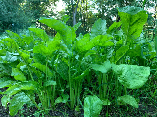 Domain Outdoor Beet Down Food Plot Mix