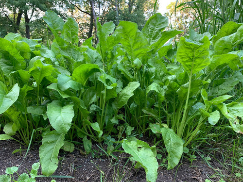 Domain Outdoor Beet Down Food Plot Mix