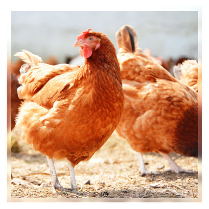 Poultry Feed & Supplies