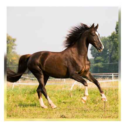 Horse Feed & Supplies