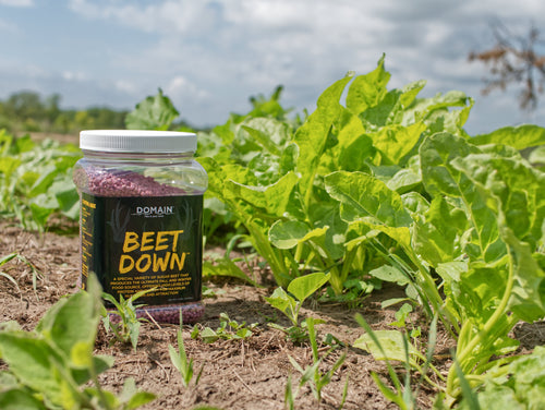 Domain Outdoor Beet Down Food Plot Mix