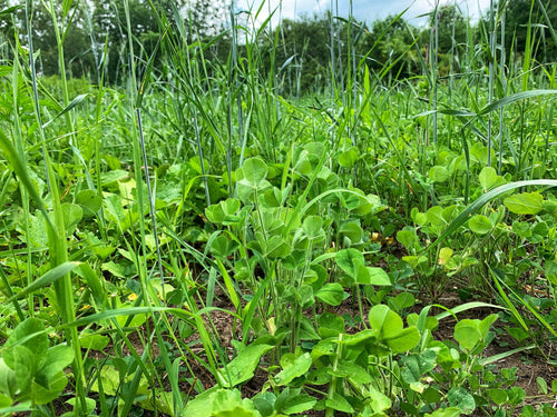 Domain Outdoor Overhaul Food Plot Mix