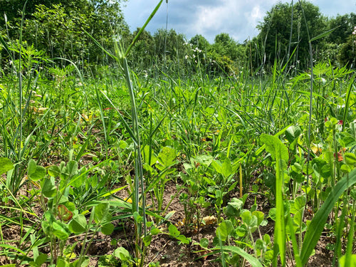 Domain Outdoor Overhaul Food Plot Mix